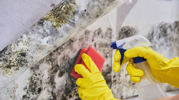 Professional Mold Remediation in Villanova, PA